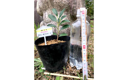 植物 福の山・榊（サカキ） 苗木(1ポット):20cm 広島県福山市/小林商事 本榊 さかき 苗木 地植え 神棚 プランター 観葉植物 [BAEA009]