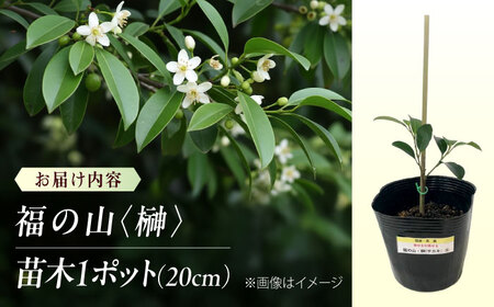 植物 福の山・榊（サカキ） 苗木(1ポット):20cm 広島県福山市/小林商事 本榊 さかき 苗木 地植え 神棚 プランター 観葉植物 [BAEA009]
