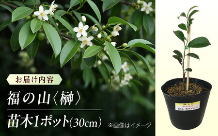 植物 福の山・榊（サカキ） 苗木（1ポット）：30cm 広島県福山市/小林商事 本榊 さかき 苗木 地植え 神棚 プランター 観葉植物 [BAEA008]