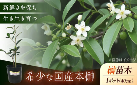 植物 福の山・榊（サカキ） 苗木（1ポット）:40cm 広島県福山市/小林商事 本榊 さかき 苗木 地植え 神棚 プランター 観葉植物 [BAEA007]