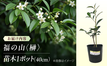植物 福の山・榊（サカキ） 苗木（1ポット）:40cm 広島県福山市/小林商事 本榊 さかき 苗木 地植え 神棚 プランター 観葉植物 [BAEA007]