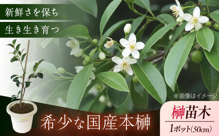 植物 福の山・榊（サカキ) 苗木(1ポット)：50cm 広島県福山市/小林商事 本榊 さかき 苗木 地植え 神棚 プランター 観葉植物 [BAEA006]