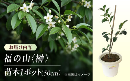 植物 福の山・榊（サカキ) 苗木(1ポット)：50cm 広島県福山市/小林商事 本榊 さかき 苗木 地植え 神棚 プランター 観葉植物 [BAEA006]
