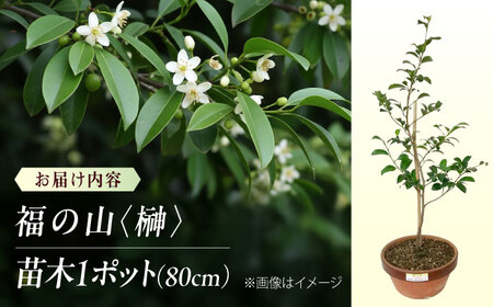 植物 福の山・榊（サカキ） 苗木（1鉢）：80cm プランター 広島県福山市/小林商事  本榊 さかき 苗木 地植え 神棚 祭壇 観葉植物 [BAEA005]