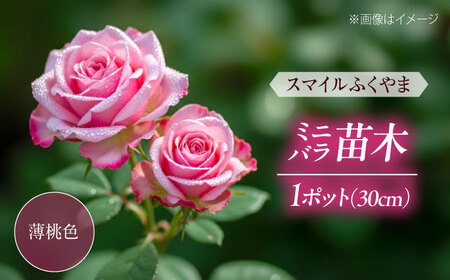 花 薔薇（ミニバラ苗木）：スマイルふくやま・1ポット 広島県福山市/小林商事 植物 お花 ポット苗 苗 薔薇 バラ 観葉植物 [BAEA004]