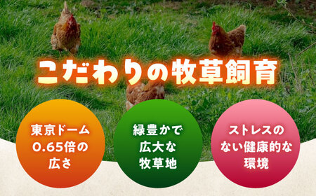 天心山たまご 30個 [BABW013] たまご 卵