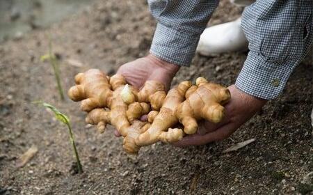 福山産 厳選素材の「生姜ごはんの素」とシロップ＆生姜糖セット 詰合せ