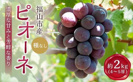 期間限定》沼隈ぶどう「ピオーネ」約2kg 4～5房（種なし）《8月下旬～9月下旬頃発送》【フルーツ 大粒 果物 人気 高級 新鮮 葡萄 広島県 福山市  ﾋﾟｵｰﾈ ぶどう ﾋﾟｵｰﾈ ぶどう ﾋﾟｵｰﾈ ぶどう ﾋﾟｵｰﾈ ぶどう ﾋﾟｵｰﾈ ぶどう ﾋﾟｵｰﾈ ぶどう ﾋﾟｵｰﾈ ぶどう ﾋﾟｵｰﾈ  ぶどう ﾋﾟｵｰﾈ ぶどう ...