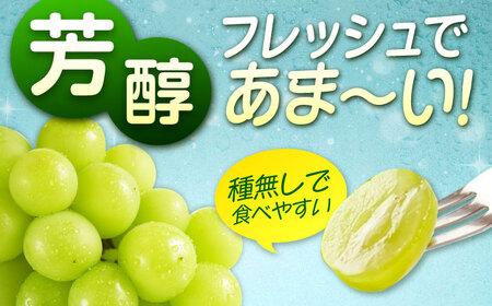 沼隈ぶどう「シャインマスカット」約1kg [BAEV005]シャインマスカットシャインマスカットシャインマスカットシャインマスカットシャインマスカット