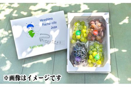 シャインマスカット　2kg シャインマスカット 2kg｜shiba grape farm | shiba
