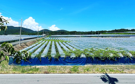 No.1044 【びんご圏域連携】【3回定期便】地元太鼓判フルーツ便（世羅なし・沼隈ぶどう・竹原キャンベル）