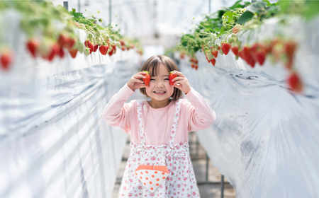 チケット 果物狩り 体験 2名様分 [APAA001] チケット