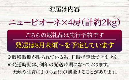 【2026年先行予約】＜8月下旬頃から順次発送＞ぶどう ニューピオーネ 4房 約2kg [APAB001] ぶどう ピオーネ