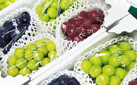 【2026年先行予約】＜8月下旬頃から順次発送＞ぶどう ニューピオーネ 4房 約2kg [APAB001] ぶどう ピオーネ