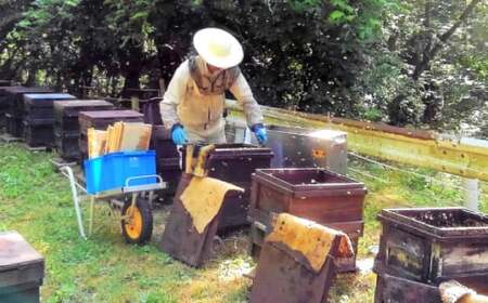 はちみつ 百花蜂蜜 大容量 [APAE006] はちみつ