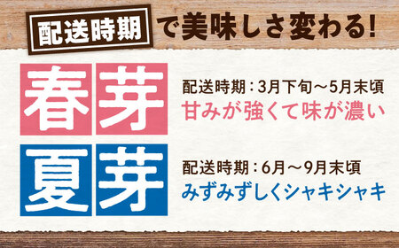 三次の恵みをおふくわけ 朝採れ 春芽アスパラガスとれたて アスパラ 旬[APAU001] アスパラ アスパラ アスパラ アスパラ アスパラ アスパラ アスパラ アスパラ
