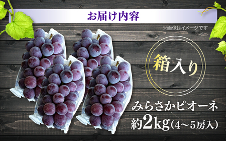 ぶどう ＜2026年発送＞ みらさか ピオーネ 2kg [APBE004] ぶどう