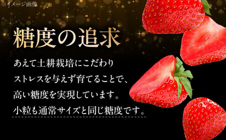 【先行予約】いちご 小粒セット ＜2026年1月以降順次発送＞ 安芸こまち [APBI001] いちご