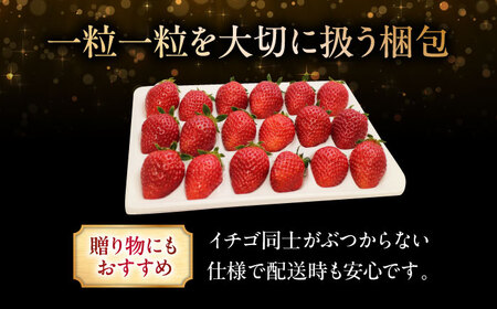 【先行予約】いちご 小粒セット ＜2026年1月以降順次発送＞ 安芸こまち [APBI001] いちご