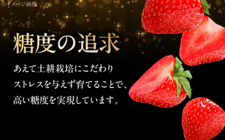 【先行予約】いちご 1段箱  ＜2026年1月以降順次発送＞ 安芸こまち 苺 [APBI002] いちご