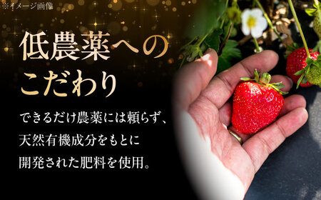 【先行予約】いちご 2段箱 ＜2026年1月以降順次発送＞ 安芸こまち イチゴ [APBI003] いちご