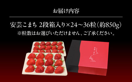 【先行予約】いちご 2段箱 ＜2026年1月以降順次発送＞ 安芸こまち イチゴ [APBI003] いちご