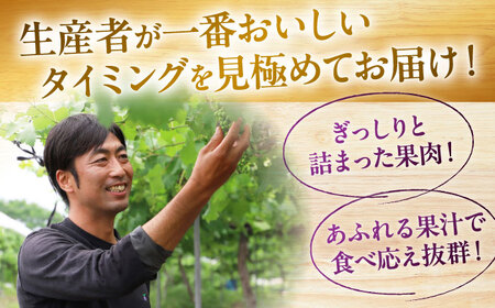 【2026年先行予約】＜8月下旬から順次発送＞【訳あり】 ピオーネ 4kg [APCK003] ぶどう ピオーネ