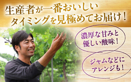 【2026年先行予約】ぶどう ＜9月上旬から順次発送＞ ベリーA 2kg [APCK005] ぶどう