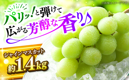 【2026年先行予約】＜9月上旬頃から順次発送＞シャインマスカット 2房 約1.4kg [APAB002] ぶどう シャインマスカット
