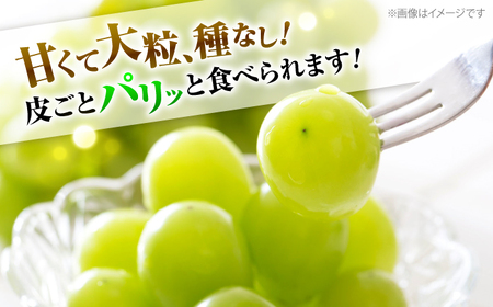 【2026年先行予約】＜9月上旬頃から順次発送＞シャインマスカット 2房 約1.4kg [APAB002] ぶどう シャインマスカット