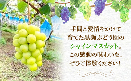 【2026年先行予約】＜9月上旬頃から順次発送＞シャインマスカット 2房 約1.4kg [APAB002] ぶどう シャインマスカット