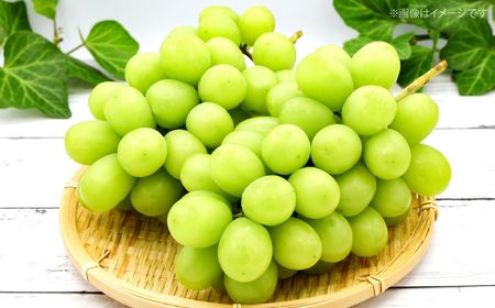 【2026年先行予約】＜9月上旬頃から順次発送＞シャインマスカット 2房 約1.4kg [APAB002] ぶどう シャインマスカット