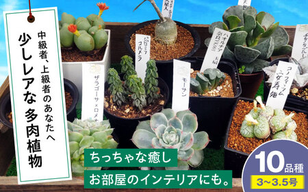 多肉植物 少しレアな10品種10鉢セット[APCJ004] 植物