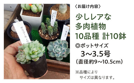 多肉植物 少しレアな10品種10鉢セット[APCJ004] 植物