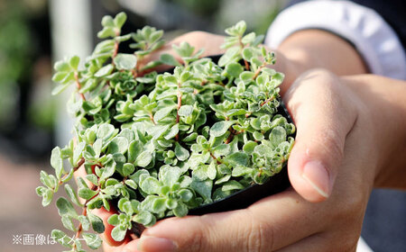 多肉植物 少しレアな10品種10鉢セット[APCJ004] 植物