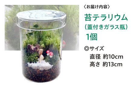 苔テラリウム（蓋付きガラス瓶）[APCJ008] テラリウム