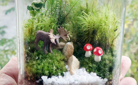 苔テラリウム（蓋付きガラス瓶）[APCJ008] テラリウム