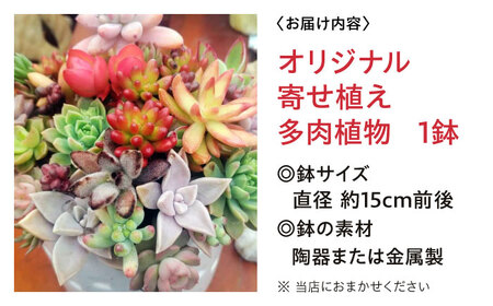 観葉植物 オリジナル寄せ植え[APCJ005]観葉植物 