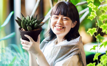 観葉植物 オリジナル寄せ植え[APCJ005]観葉植物 