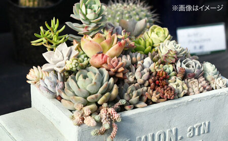 観葉植物 オリジナル寄せ植え[APCJ005]観葉植物 