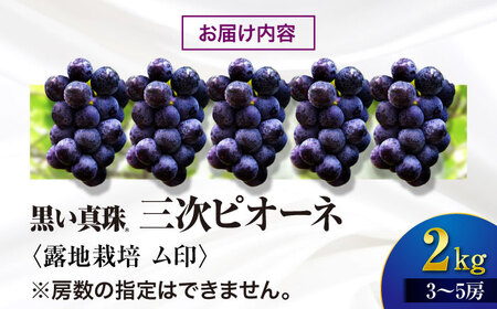 三次ピオーネ 露地栽培 ム印 2kg（3から5房）[APBD003] ピオーネ