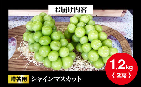 【2026年先行予約】＜10月上旬から順次発送＞贈答用シャインマスカット 約1.2kg（2房）[APCR003] シャインマスカット