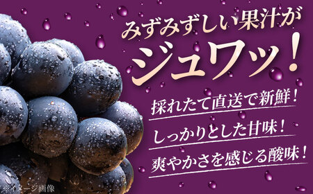 【2026年先行予約】＜8月下旬頃から順次発送＞【訳あり】ぶどう 不揃い 小房ニューピオーネ 5房 [APAB003] ぶどう ピオーネ