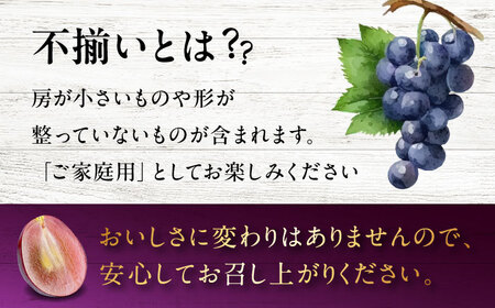 【2026年先行予約】＜8月下旬頃から順次発送＞【訳あり】ぶどう 不揃い 小房ニューピオーネ 5房 [APAB003] ぶどう ピオーネ