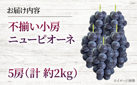 【2026年先行予約】＜8月下旬頃から順次発送＞【訳あり】ぶどう 不揃い 小房ニューピオーネ 5房 [APAB003] ぶどう ピオーネ