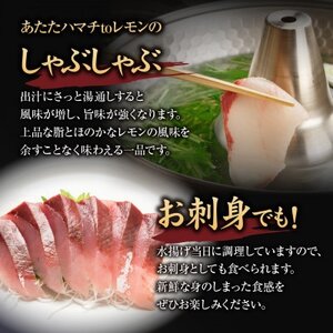 「あたたハマチtoレモン」のしゃぶしゃぶ｜広島 阿多田島ブランド 季節限定 はまち 美味しく食べられるこの季節だけ 鮮魚 [2278]