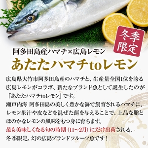 「あたたハマチtoレモン」のしゃぶしゃぶ｜広島 阿多田島ブランド 季節限定 はまち 美味しく食べられるこの季節だけ 鮮魚 [2278]