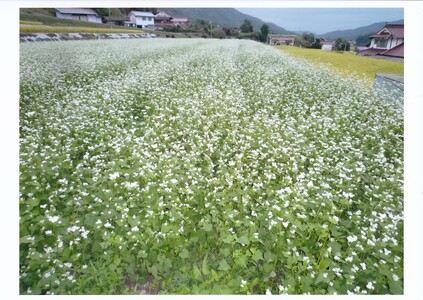こうち寄りん菜(さい)屋 小田そばセット