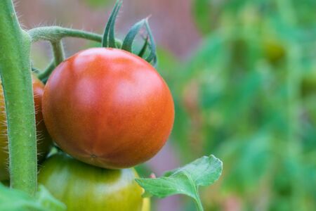 【予約商品】アグライズ 別嬪とまと撫子 約2kg（約1kg箱×2）【配送時期：2月～3月】