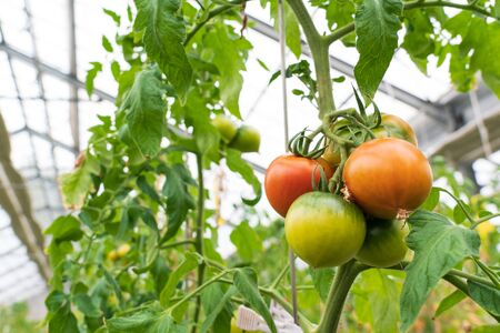 【予約商品】アグライズ 別嬪とまと撫子 約2kg（約1kg箱×2）【配送時期：2月～3月】